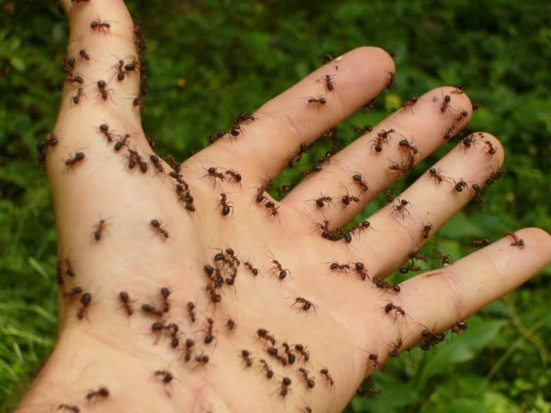 יד ונמליים 